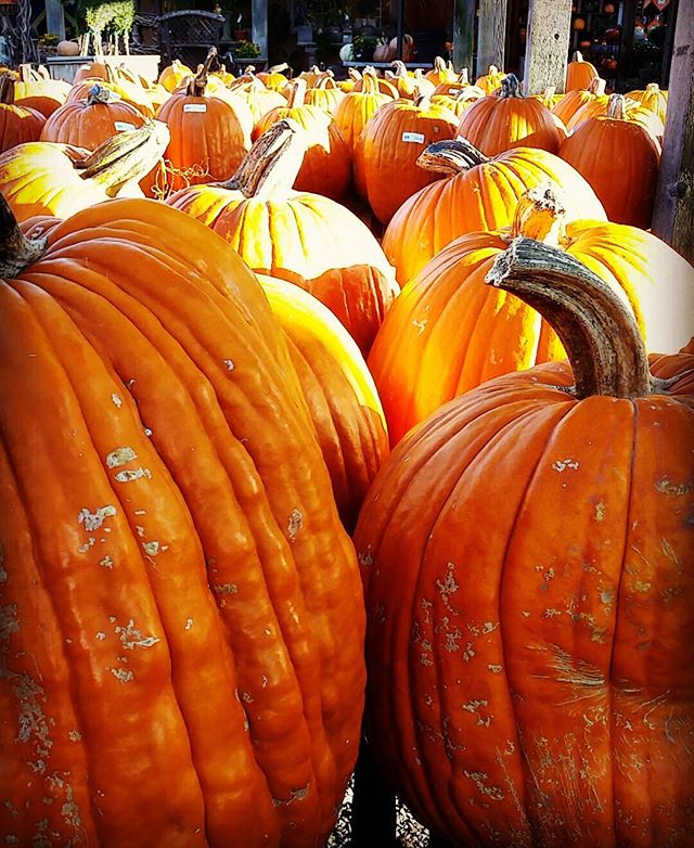 🍂🕸🎃