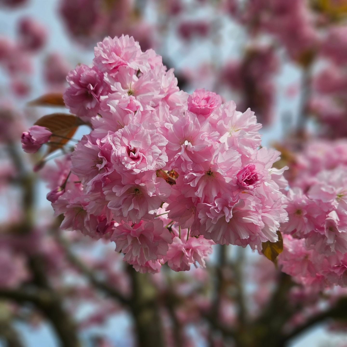 &quot;Nature does not hurry, yet everything is accomplished.&quot; -Lao Tzu

#nature #cherryblossom #beauty