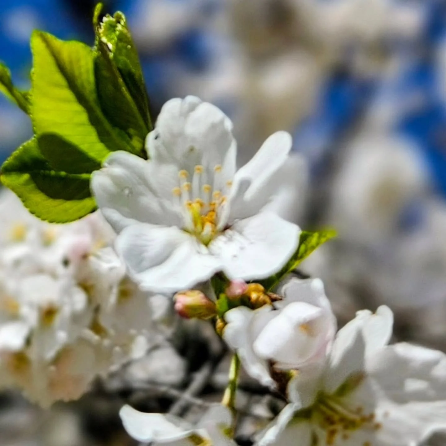 "Are not flowers the stars of the earth?" -- Clara Lucas Balfour 🌸

#love #peace #sakura #beautyiseverywhere