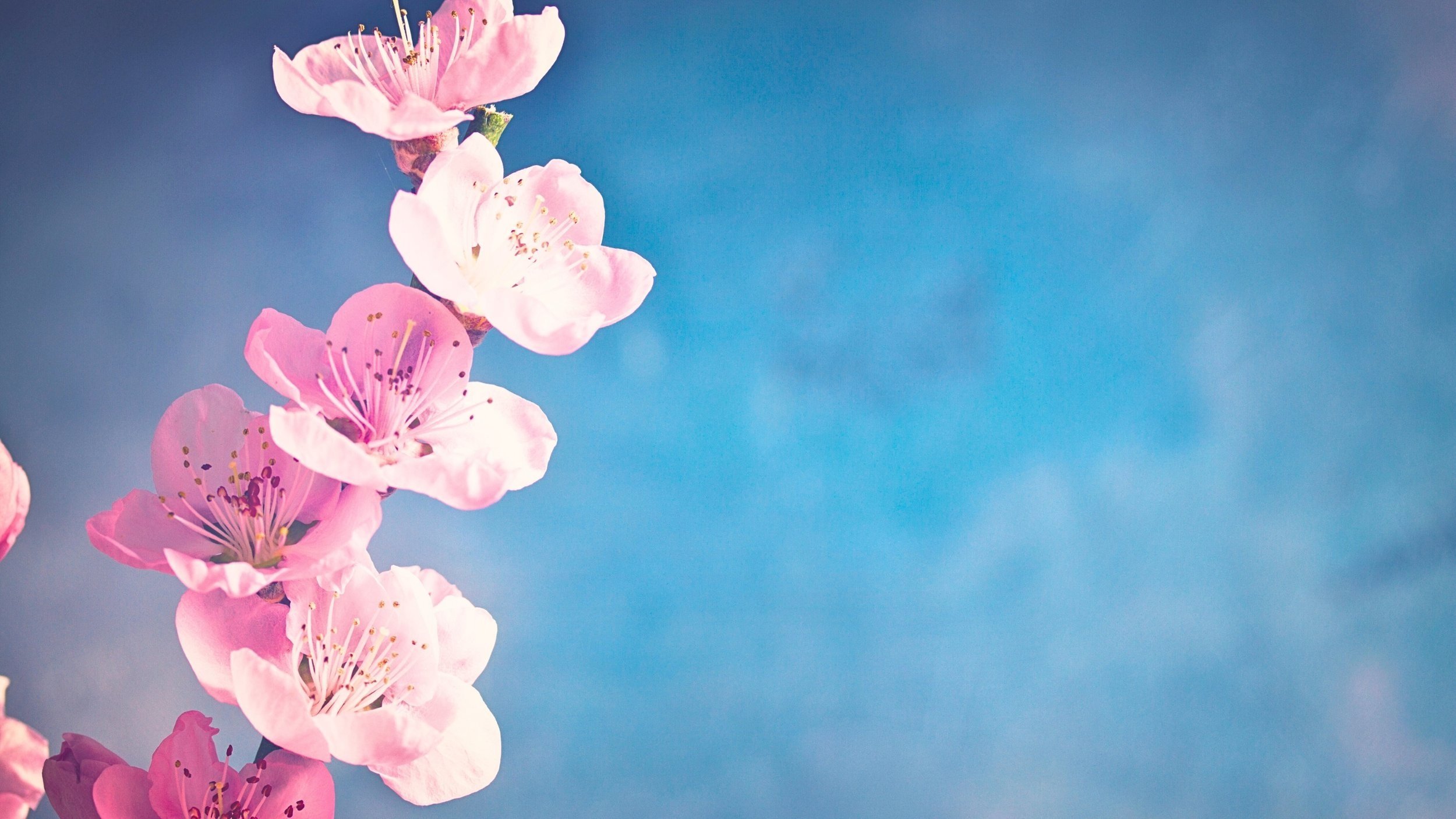 YT_Banner_CherryBlossoms.jpg