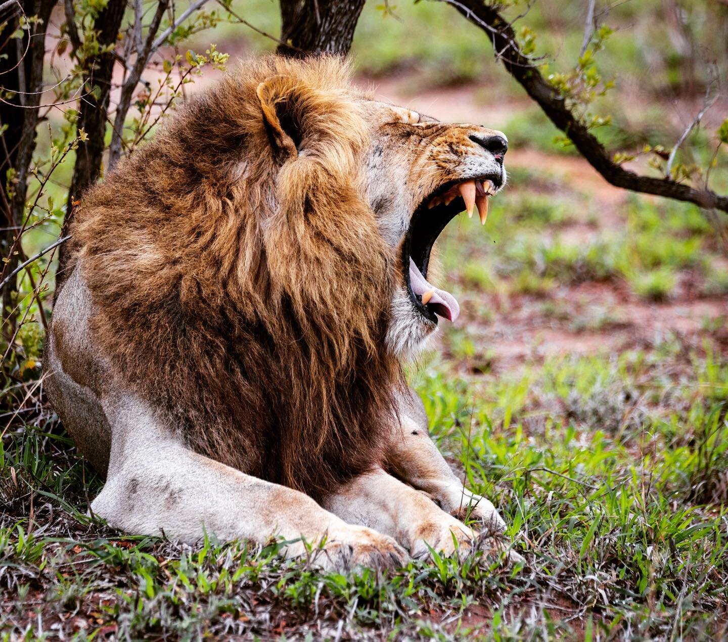 In the greater @krugernationalpark we spent a quiet hour with a pride of lions napping through the summer heat after an early morning kill. It was humbling to see these animals up close and feel their raw power in the air. But the &quot;king of the j