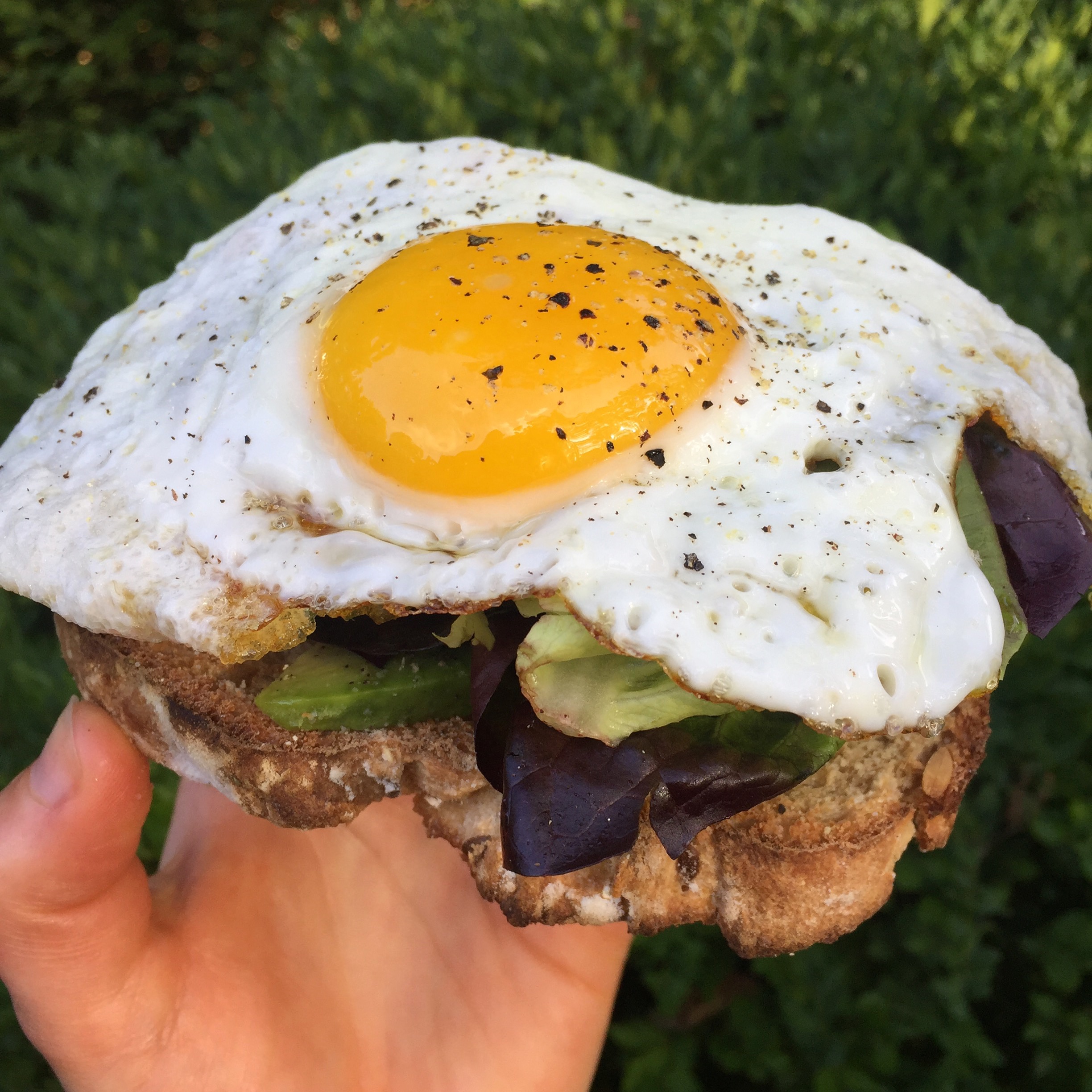 Homemade whole wheat bread + avocado + butter lettuce + fried egg + salt/pepper