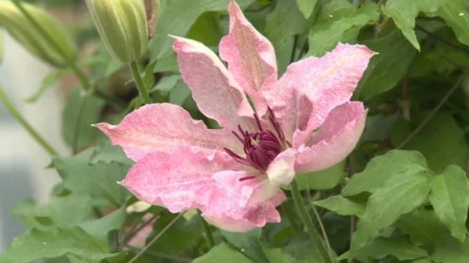 A 2018 Introduction. This distinct, attractive pink almost seems to glow. The mass of flowers appear from late Spring until late Autumn. It grows to 1-2/1-5m (4/5ft ) and its subtle colours make it good for a shaded or partially shaded area.