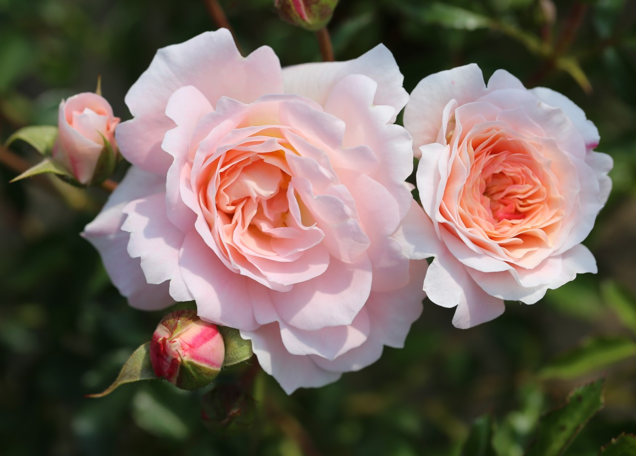 Rose "Sarah Elizabeth"
