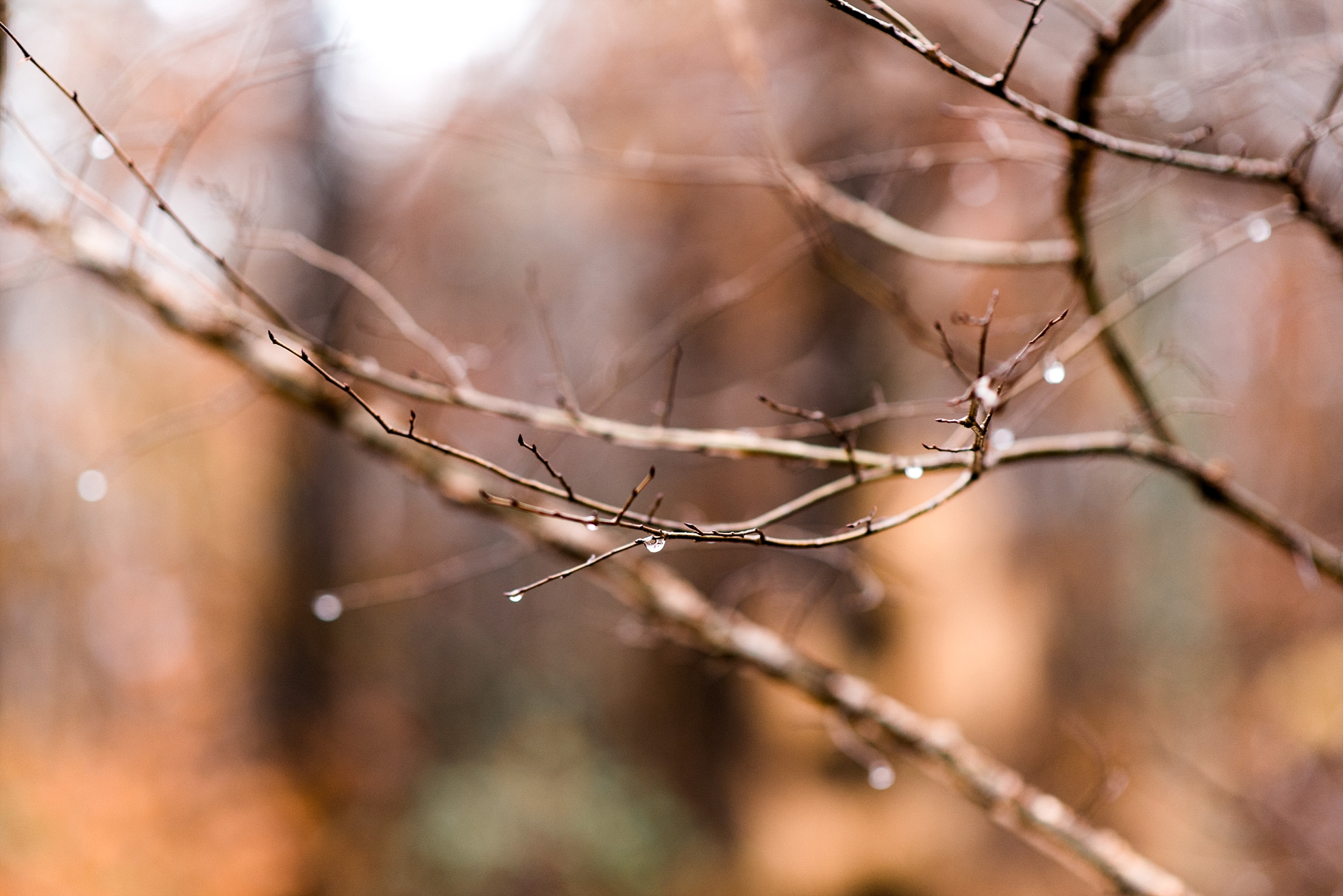 Sam & Sarah | A Moss Rock Preserve Engagement
