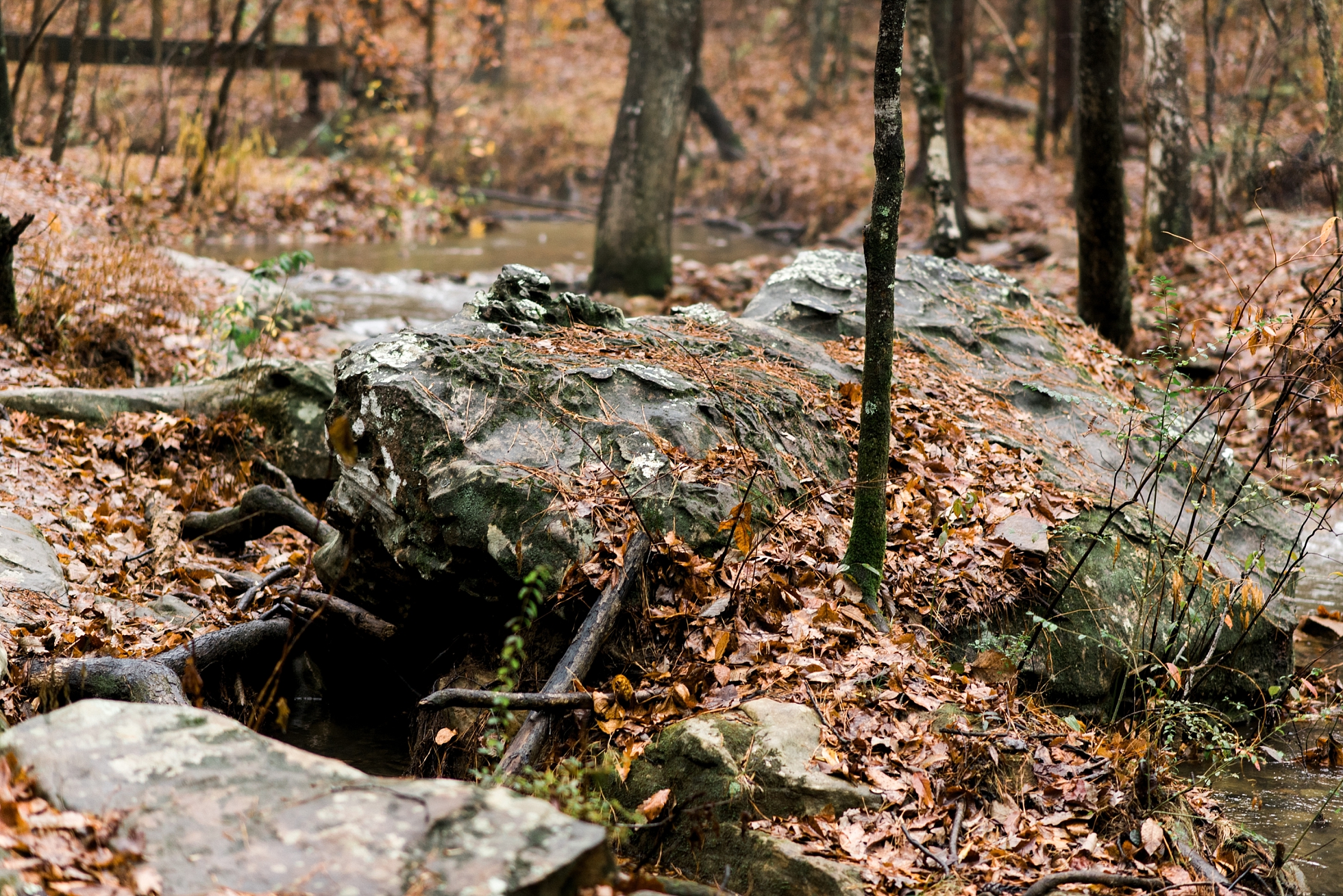Sam & Sarah | A Moss Rock Preserve Engagement