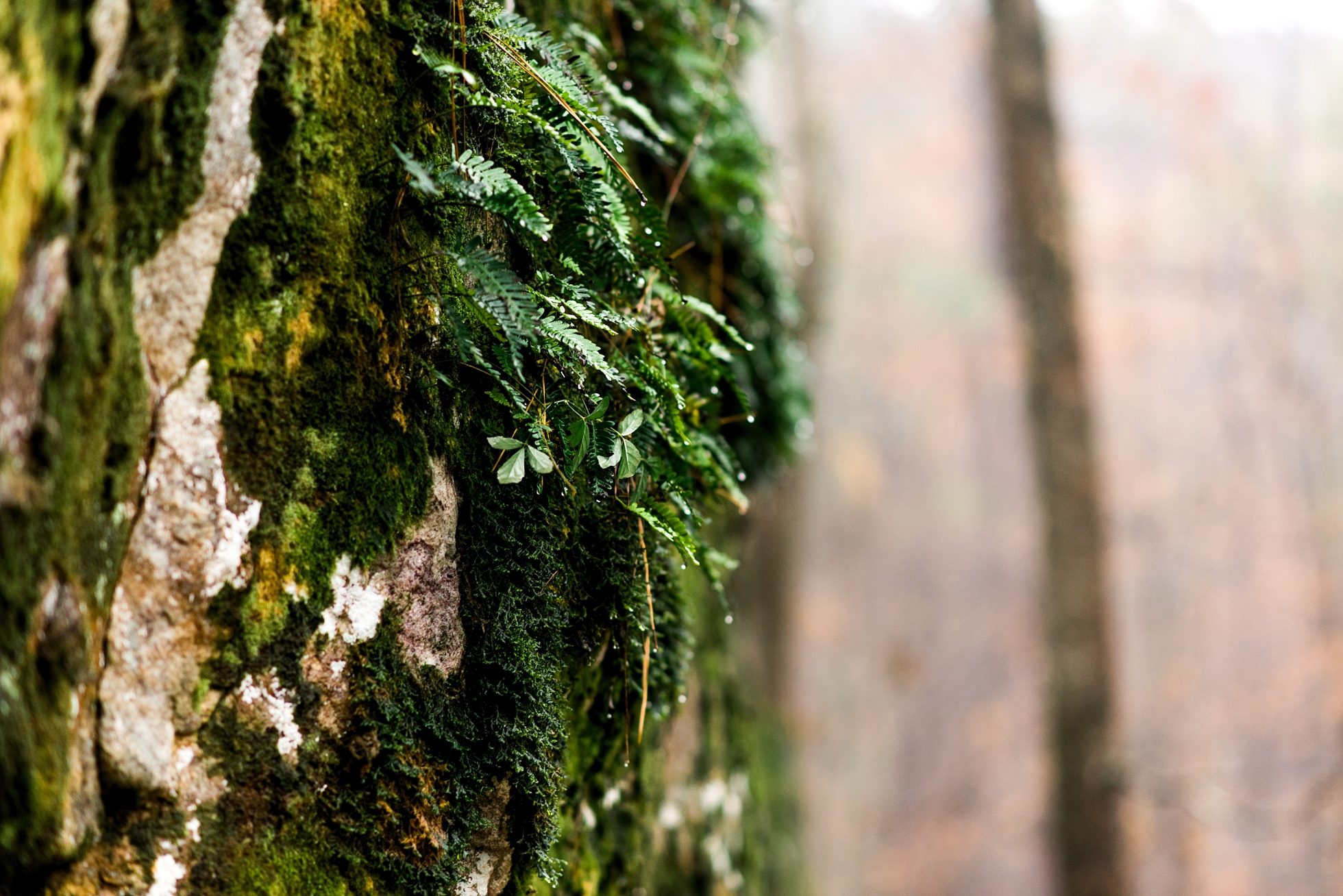 Sam & Sarah | A Moss Rock Preserve Engagement