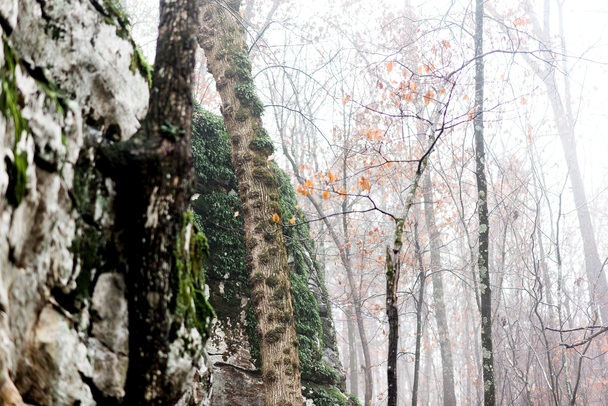 Sam & Sarah | A Moss Rock Preserve Engagement