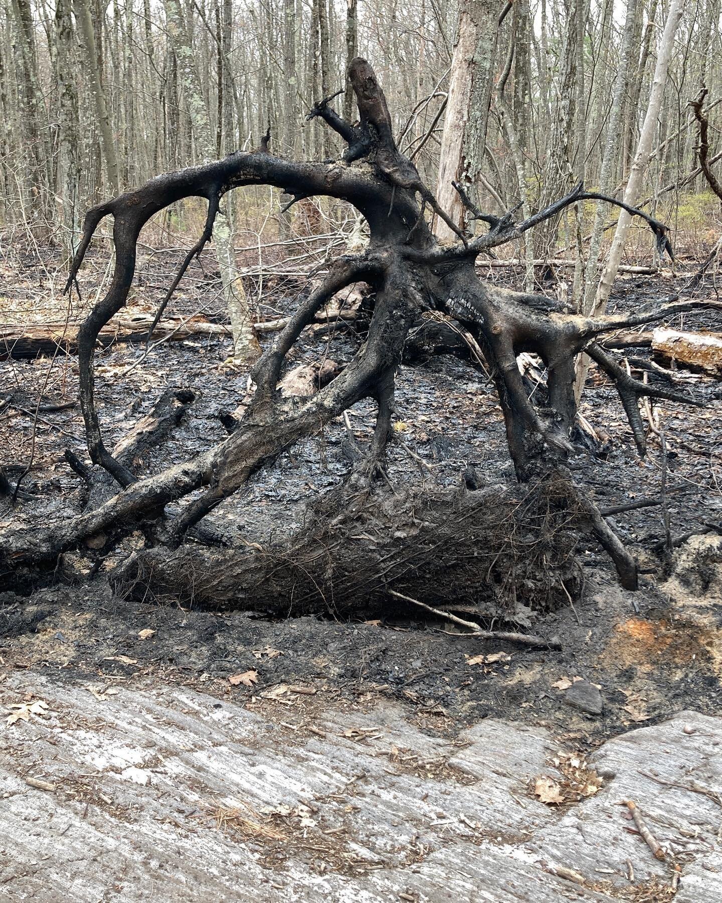 There was a significant brush fire in the woods where I often walk. Charred undergrowth as far as I could see. Once getting over the shock of it, and understanding the minimal damage done, it started to become quite beautiful. I'll be keeping tabs on