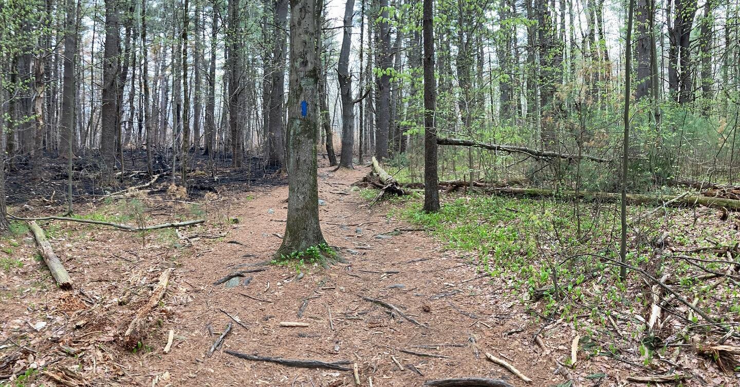 A little fire update. The fire did not jump the trail in this area so you can see how the unburied woods is doing it's spring greening up compared to the burned area. Not much has changed in the two weeks since the fire except that the ash is being w