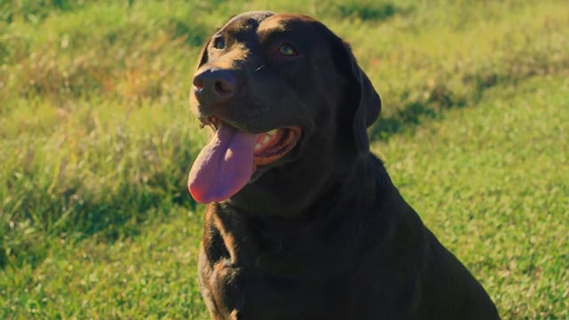 Spotted Dog Sporting Goods - Estate Ammo