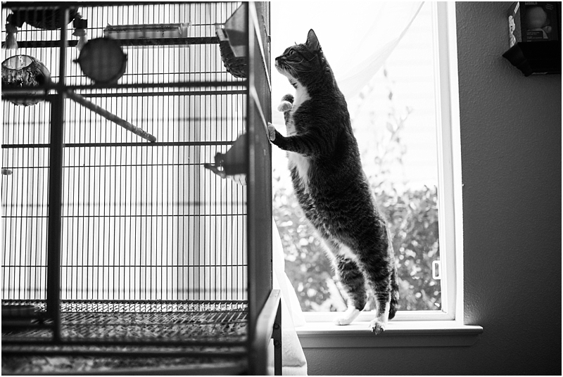 mischevous cat lifestyle family photographer