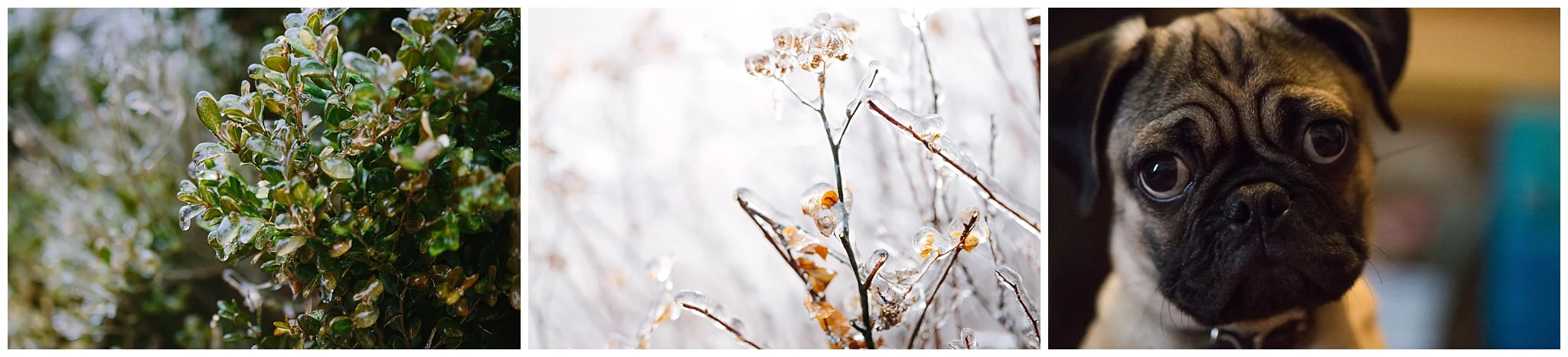 frozen buses and pug dog - fort leonard wood family photography