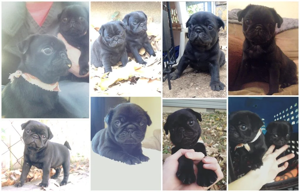 photos of a baby black pug and his sister