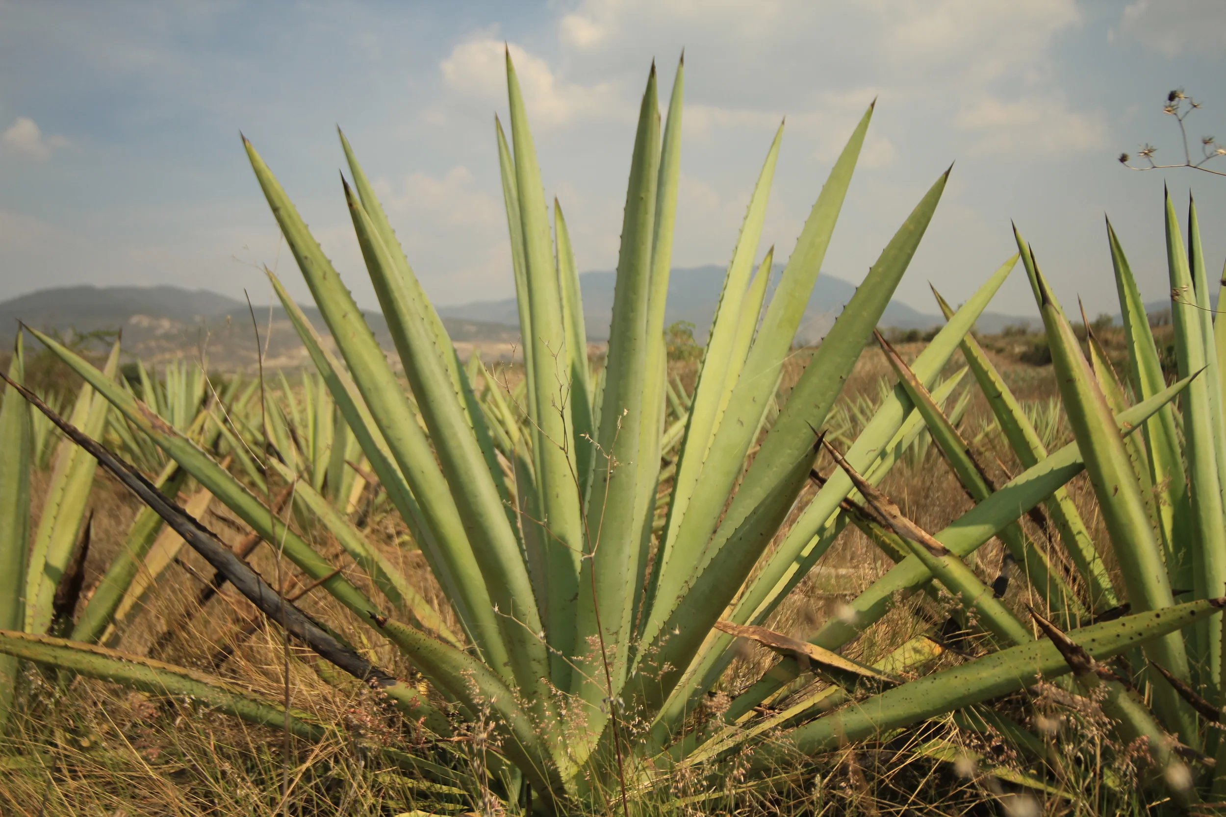 Santiago Matatlán, Oaxaca, Mexico
