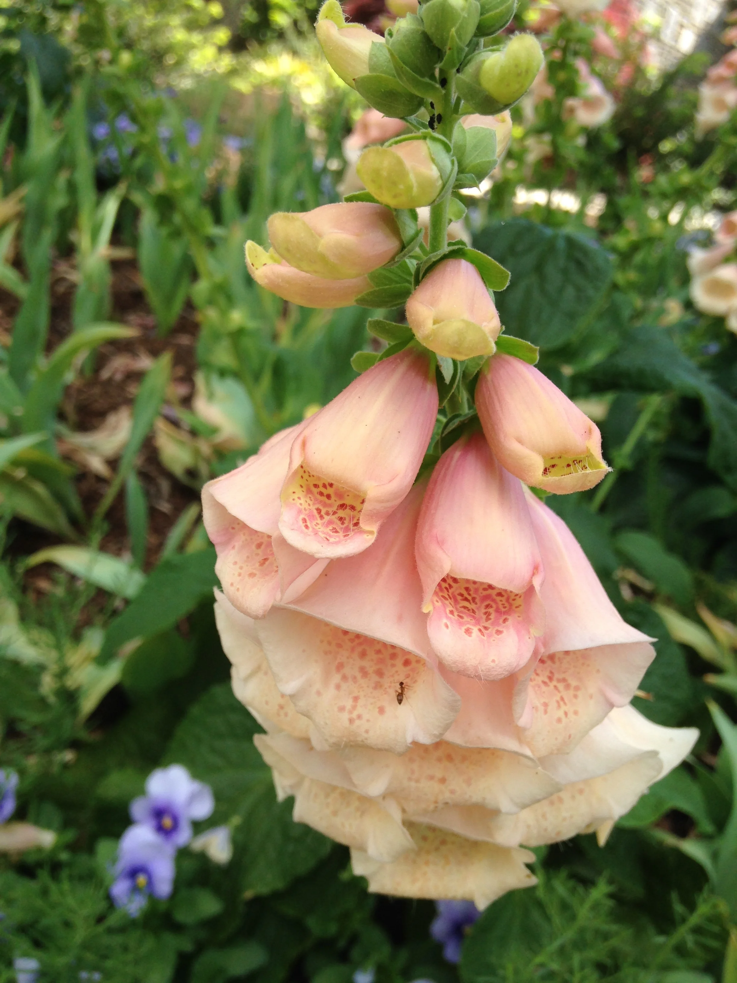Spring in the Swannanoa Valley