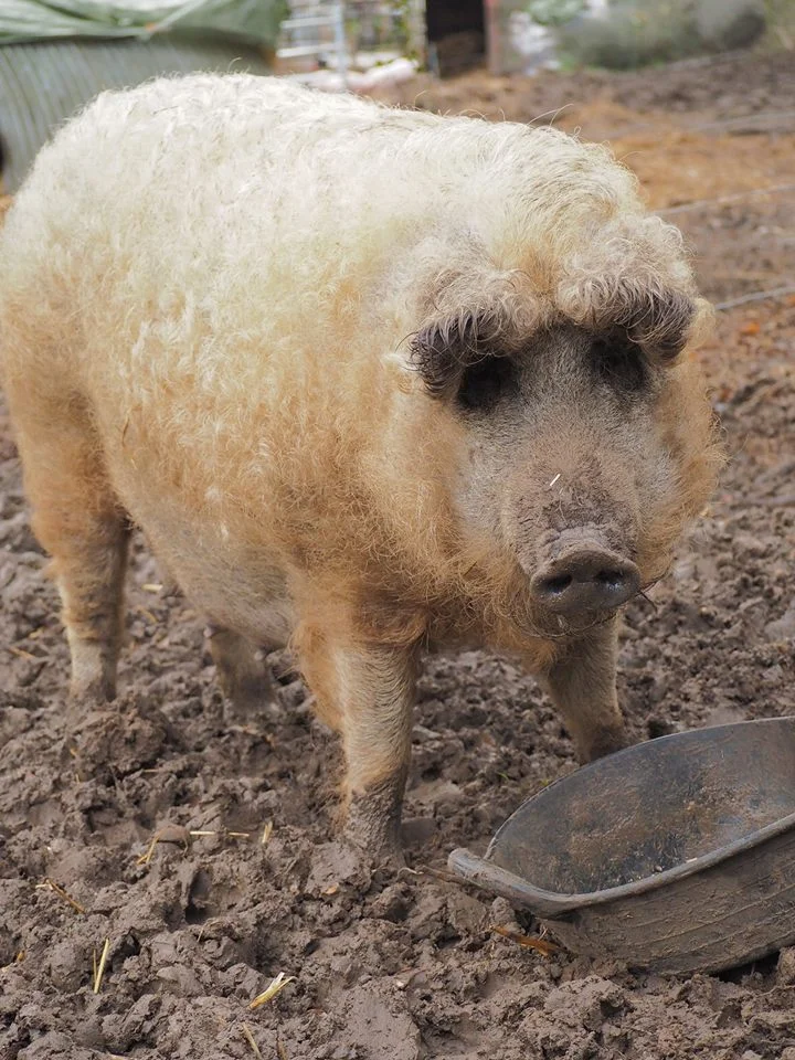 Gloria-Mangalitsa-Lower Dairy Farm.jpg