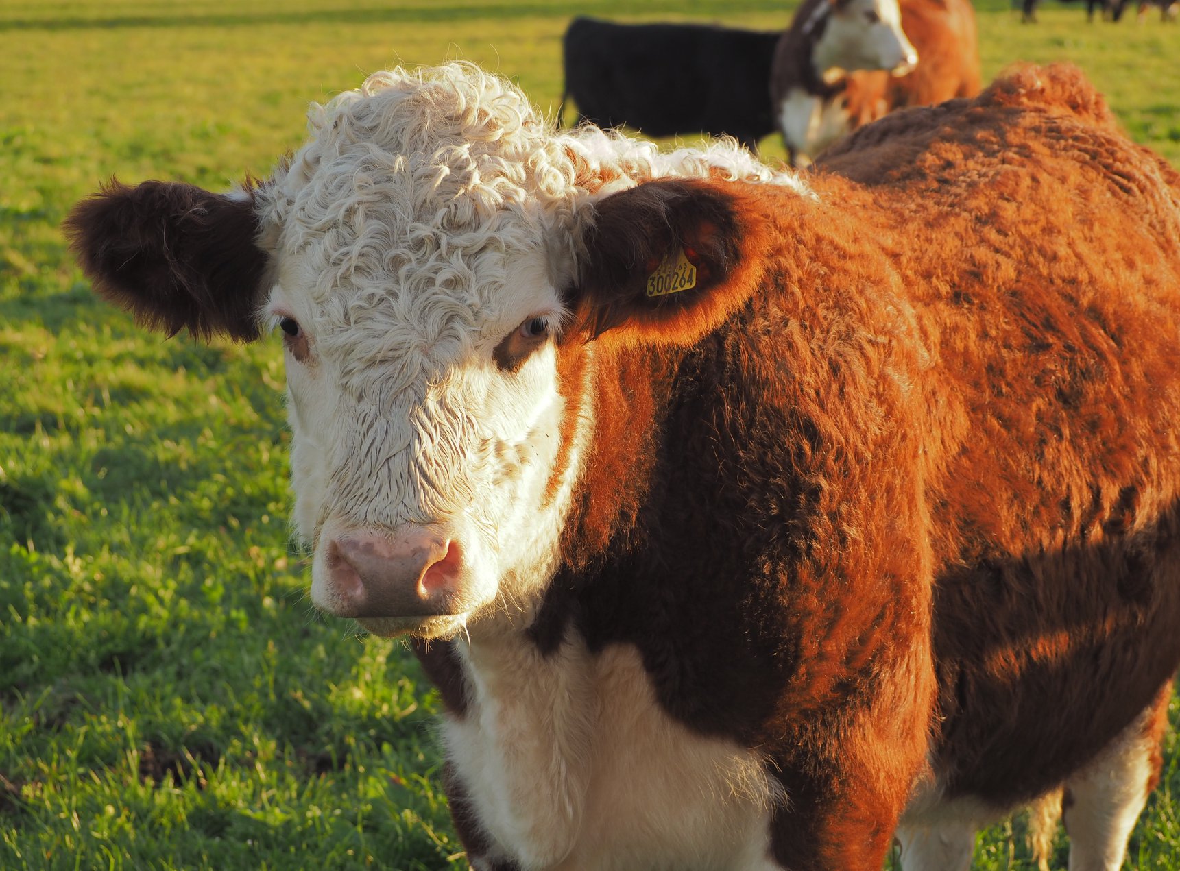 Hereford-Cattle-Grass-Fed-Beef-Essex.jpg