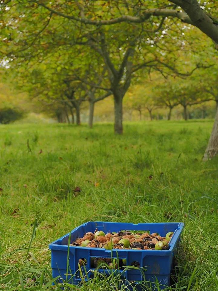 Boxted-Wet-Walnuts-Lower-Dairy-Farm.jpg