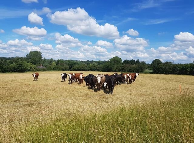 Fluffy clouds &amp; fluffy cows.☁️☁️☁️
#clouds #cows #landscape stourvalley #dedhamvale #suffolk #essex #views #farmlife #farm247 #grass #grassfed #beef