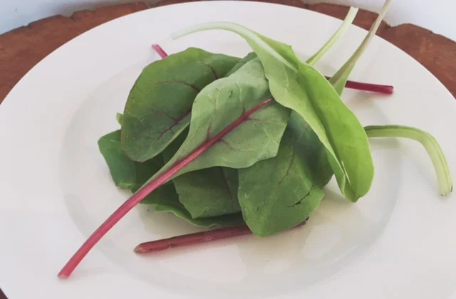 Organic baby silverbeet