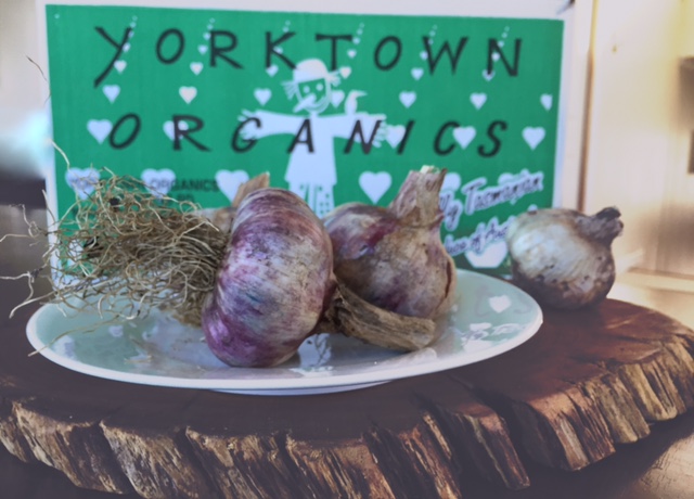 Organic purple garlic