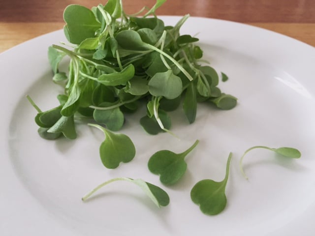 Organic Roquette sprouts