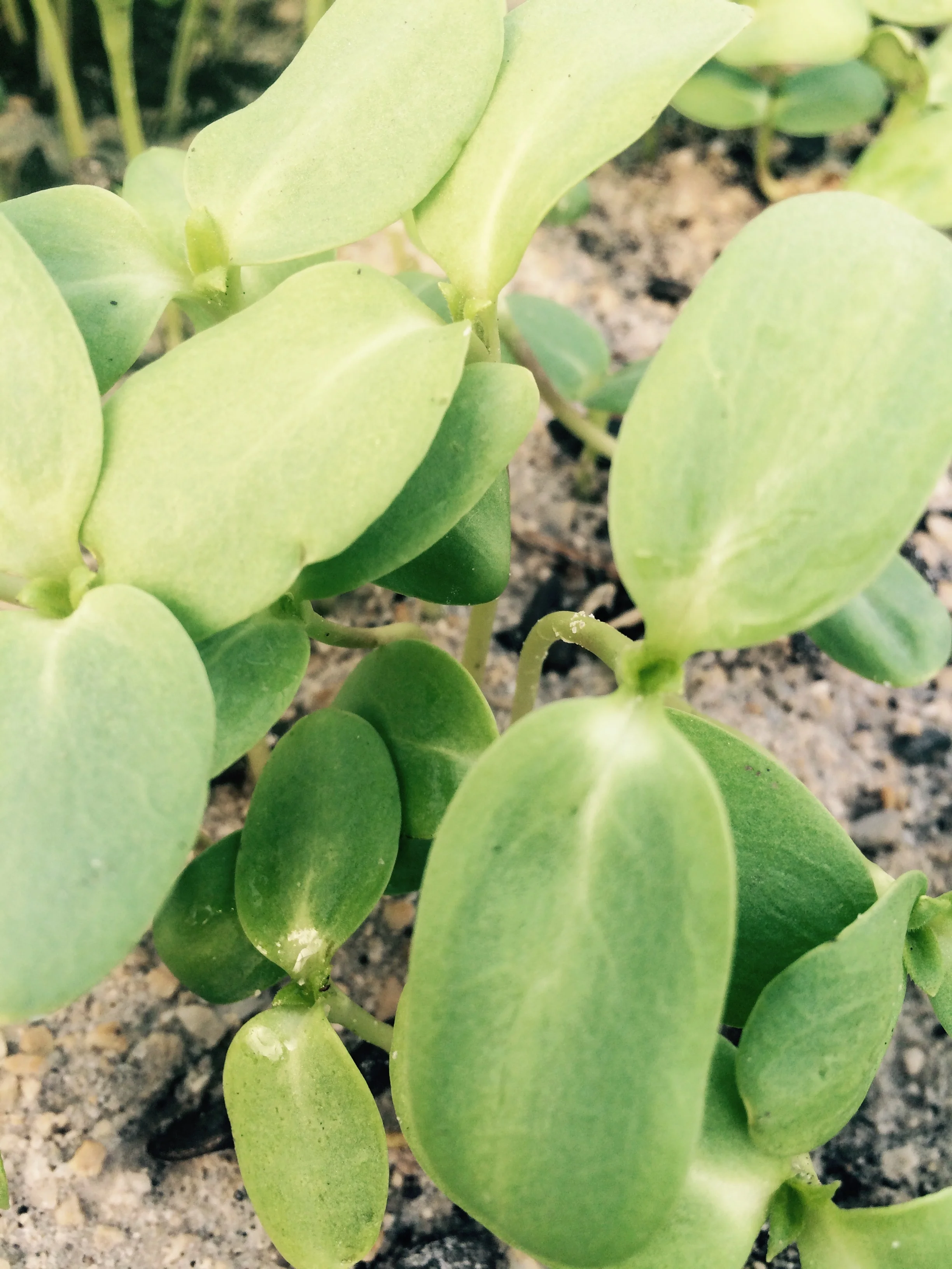 Organic sunflower shoots