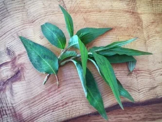 Organic Vietnamese Mint