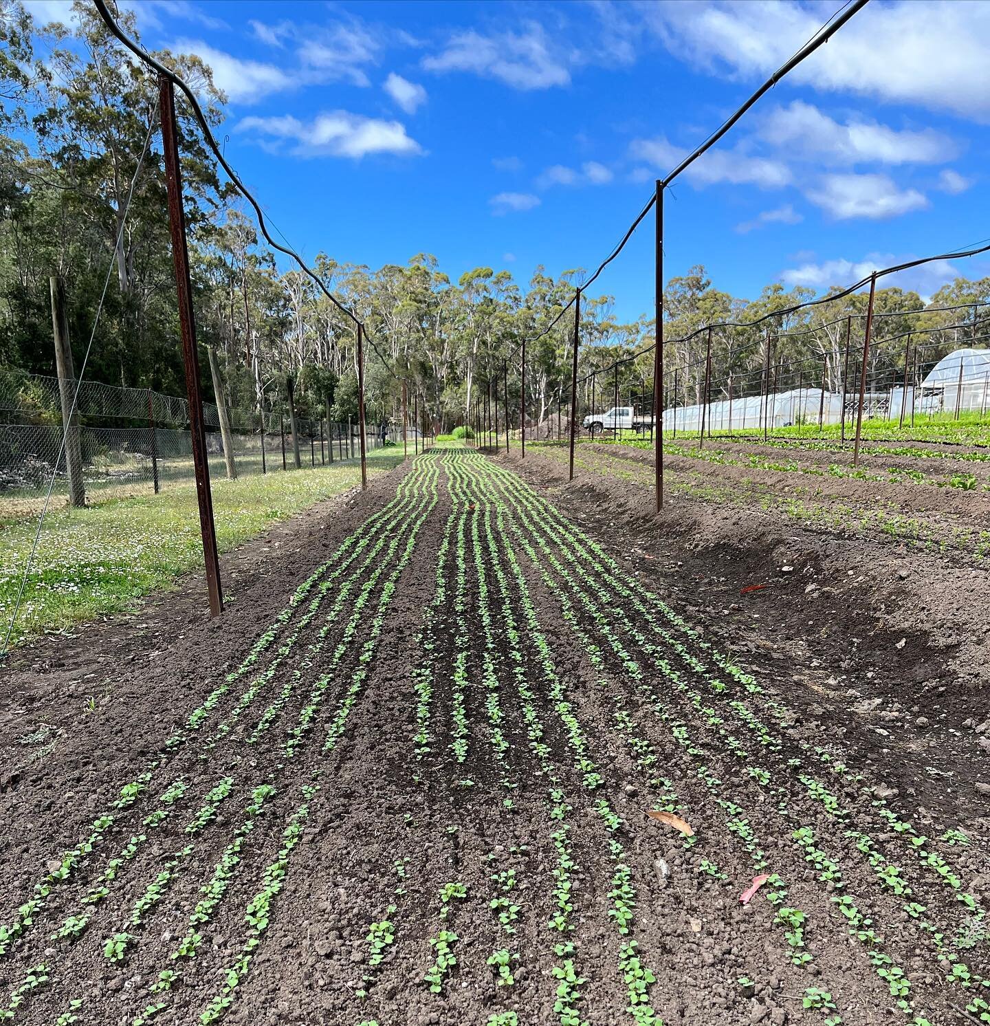 And another bed of mizuna coming along nicely 🌱🌱🌱
Another 19 days or so and it will be ready for harvest!

#organic #certifiedorganic #marketgarden #tasmanianproduce #localfarms #leafygreens #mizuna #mustardgreens #organiclettuce