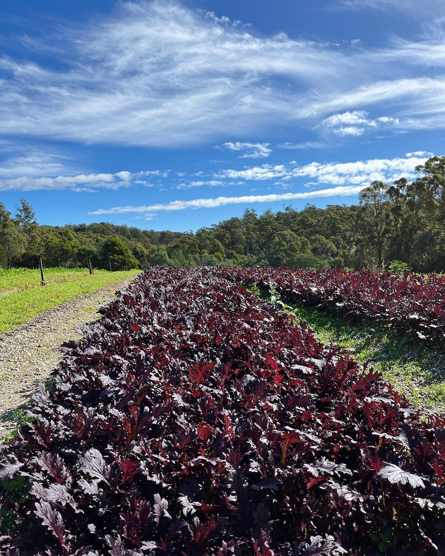 Spring forward, fall back ⏰ &hellip; All clocks officially changed and enjoyed the extra morning hour on this beautiful autumn day ☀️☀️☀️

#autumnvibes #daylightsaving #organicfarm #marketgardening #tasmanianproduce #tasmania #tasmaniafood