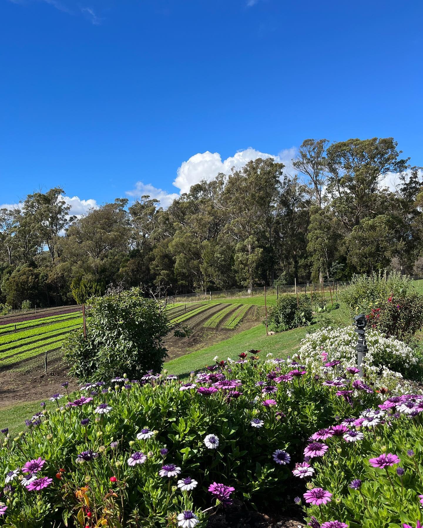 Missing summer already! ☀️🌤️⛅️
6 weeks &lsquo;til winter 🫤
#tasmania #organicfarm #marketgarden #tasmanianproduce #leafygreens