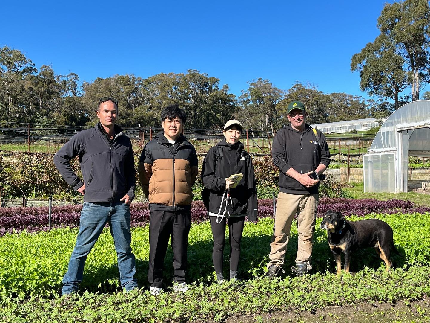 Brilliant weather yesterday to give a small farm tour to one of our key suppliers ☀️☀️☀️
Thanks for your time and sharing insights @nitten_paperpot  @nitten_paperpot_japan @activevistagram 

#marketgardening #marketgardeningaustralia #tasmanianproduc