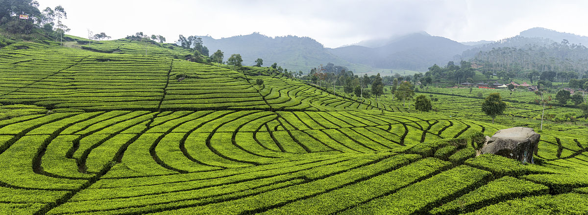 1200px-Tea_plantation_in_Ciwidey,_Bandung_2014-08-21.jpg