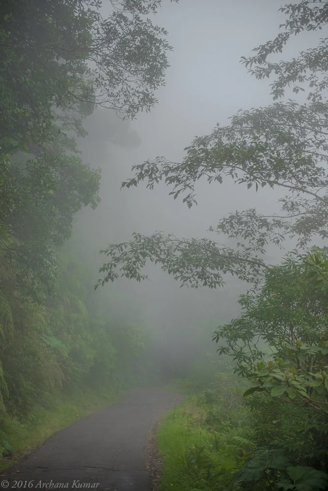 Verdure