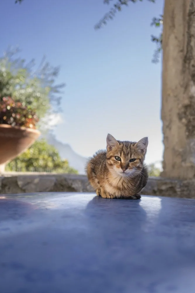 You tawkin' to me? (Price: 250)