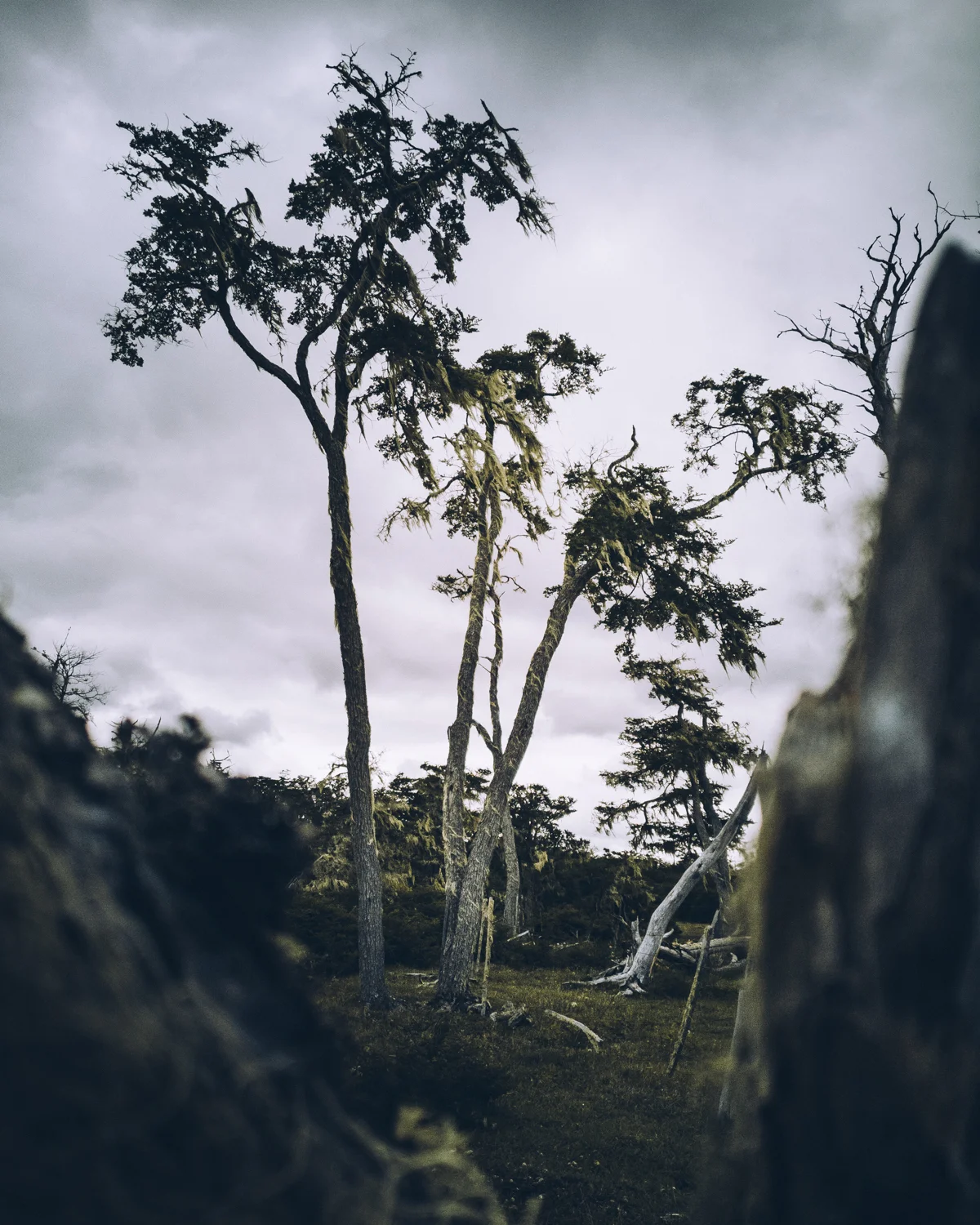 Here I am utilizing a dead tree in the foreground to create some mystery about this forest in Argentina. With the Huawei Mate10 Pro it is crucial to go really close, otherwise the depth of field will not allow the out-of-focus area.