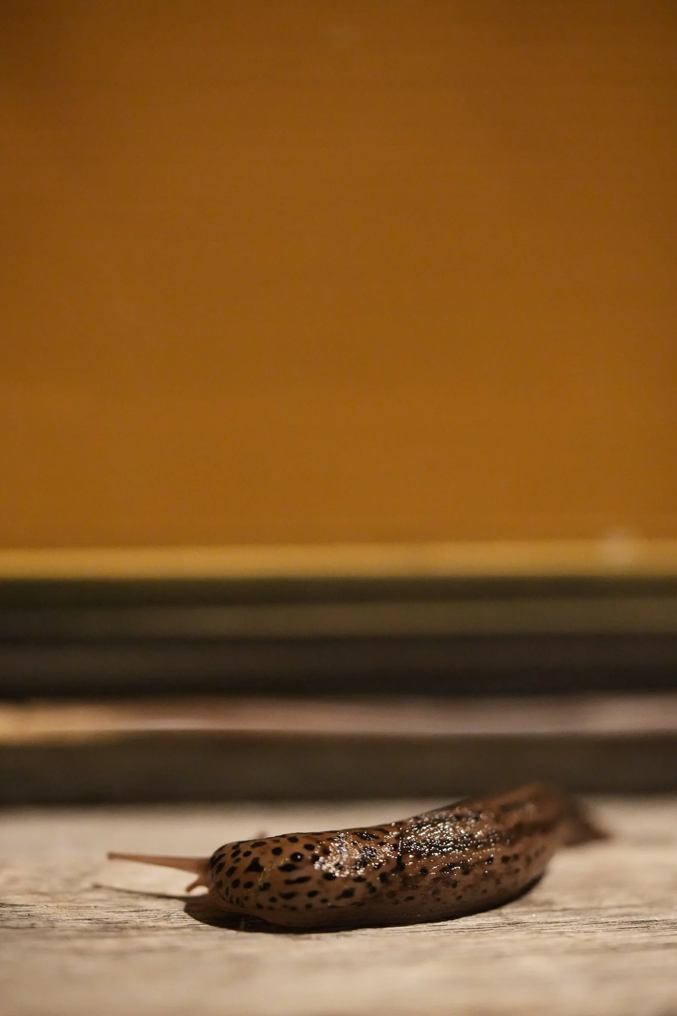 Moving slow in Strawberry Banke