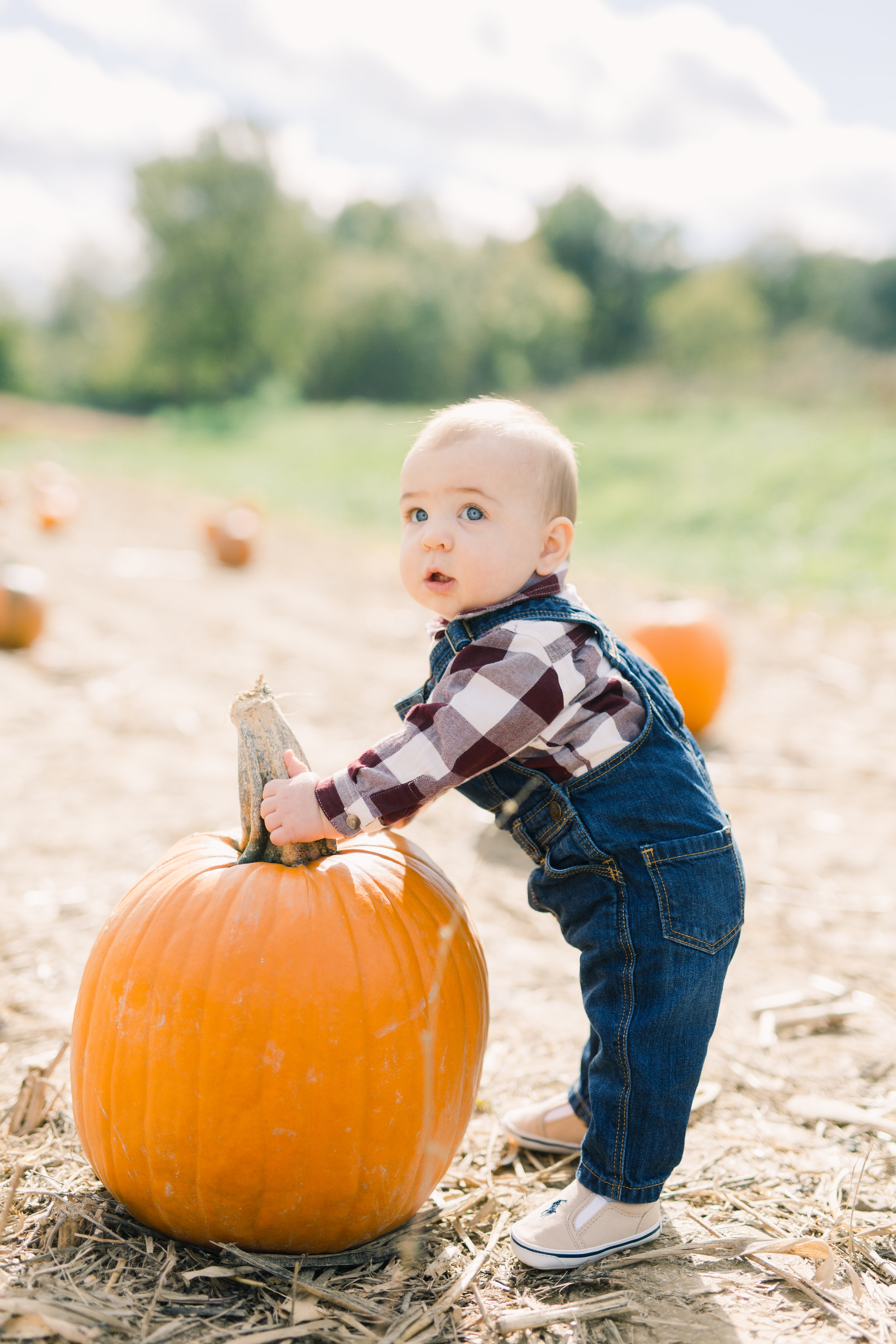 Odins 1st pumpkin patch trip | 8 months