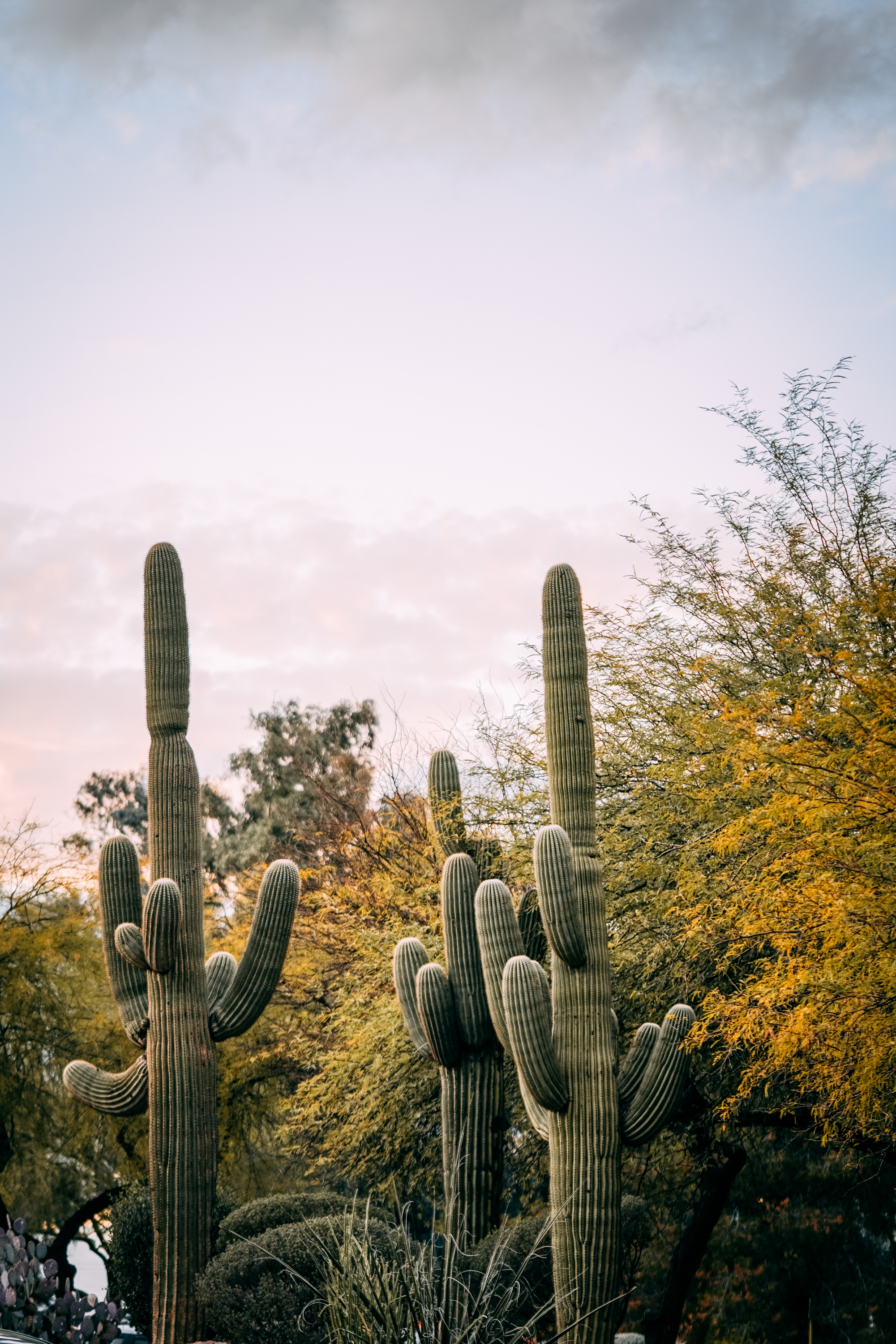 Tucson Gem Show