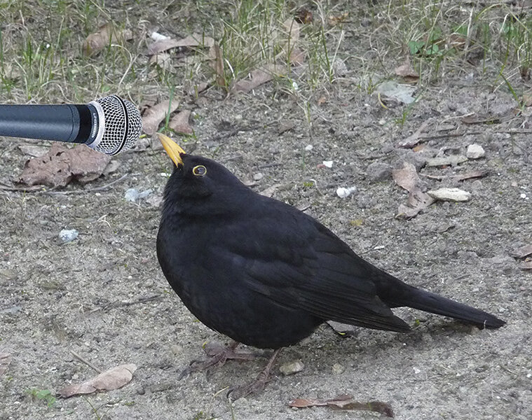 Morgenvogel Uncaged