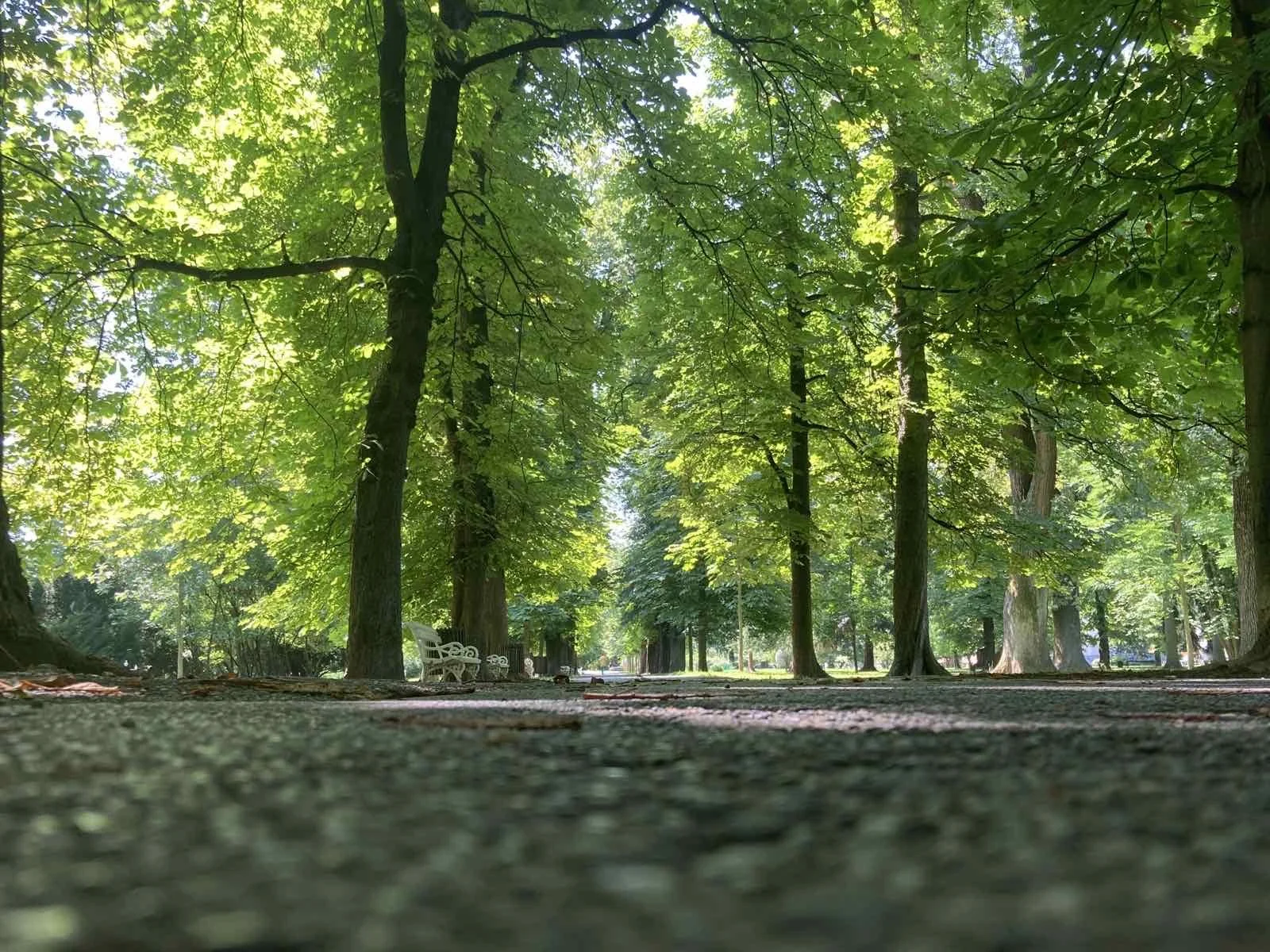 Zvočni vodnik po izjemnih drevesih v mestnih parkih MoMc