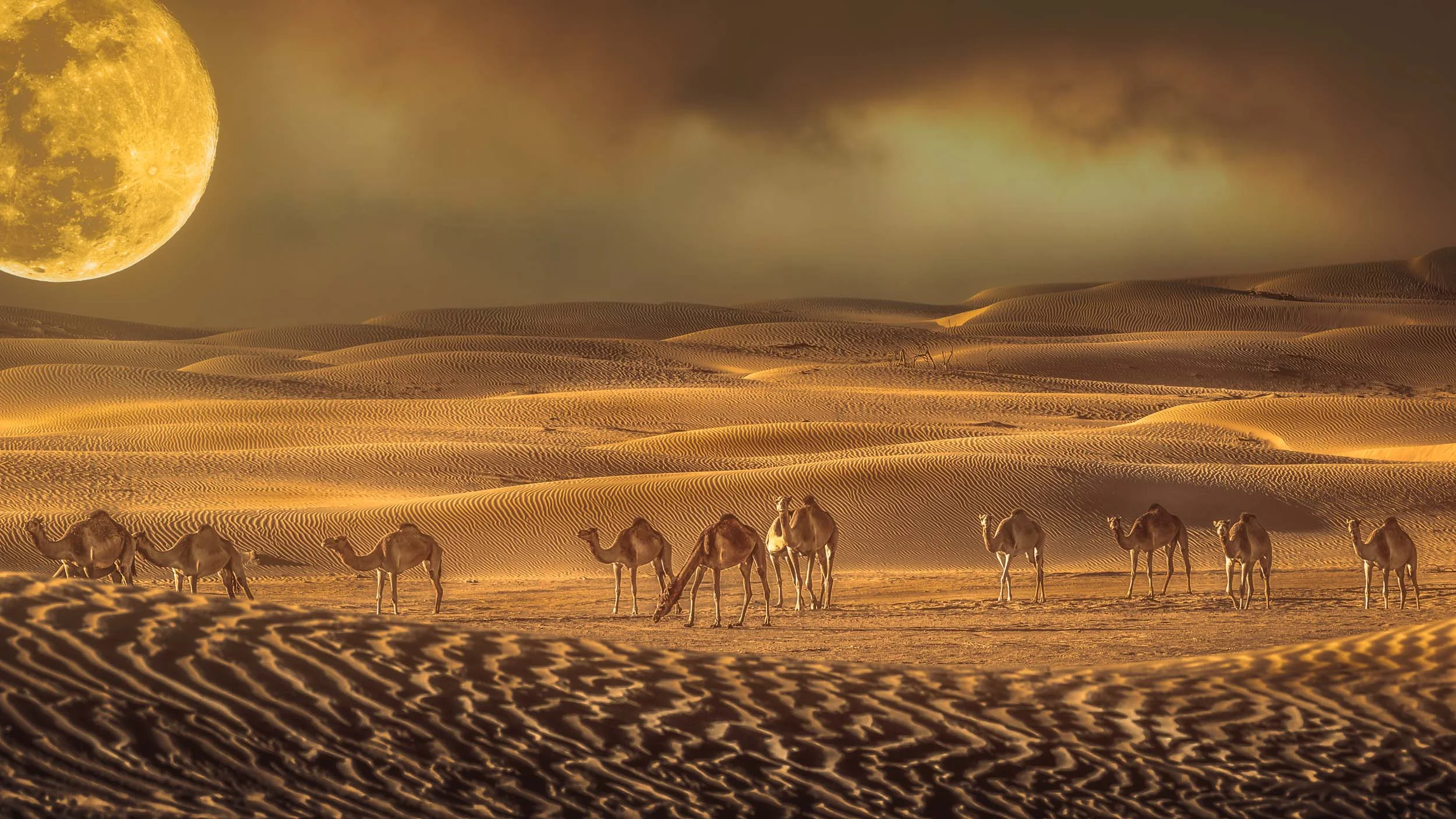 DESERTfinal.jpg