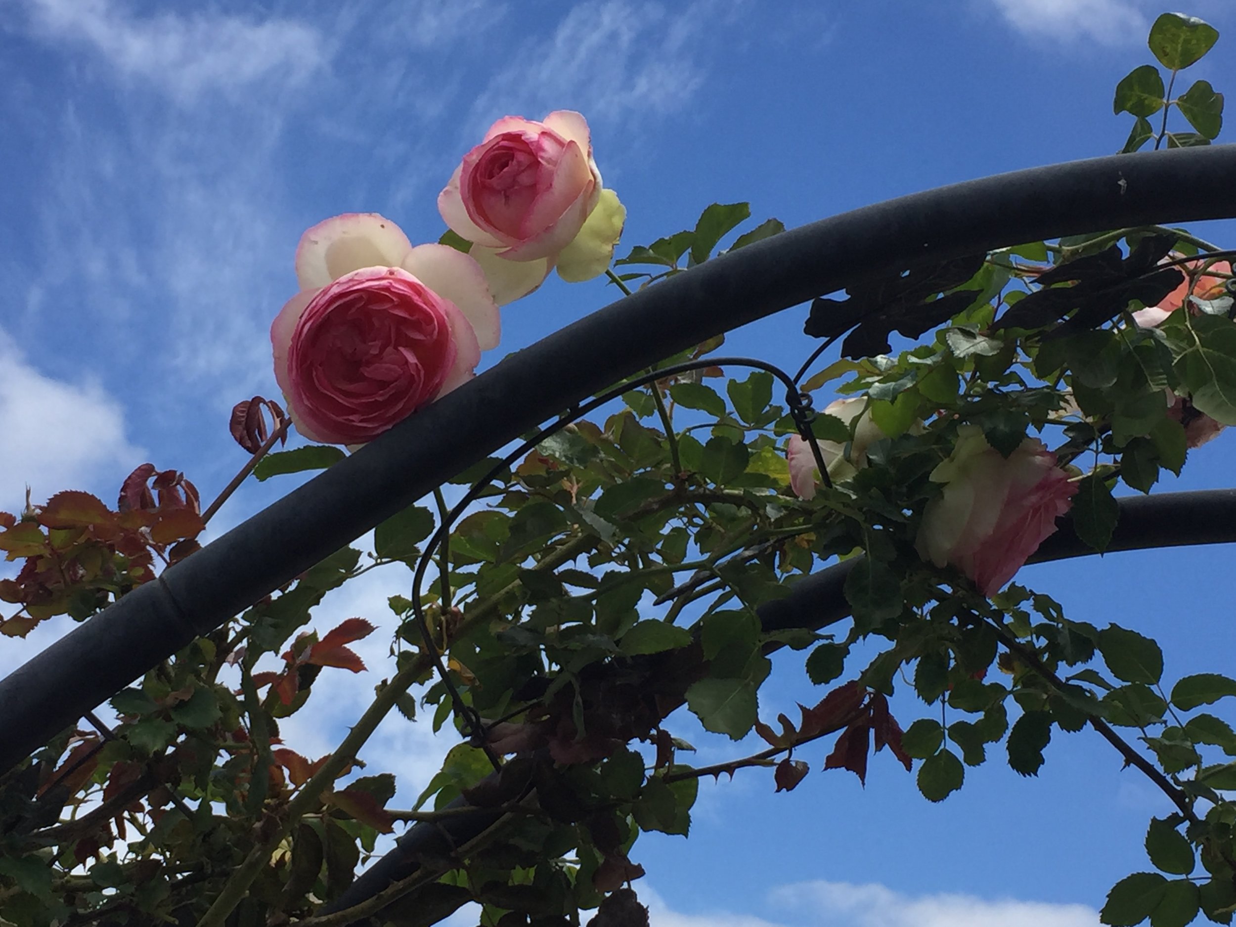  Arbor with roses 