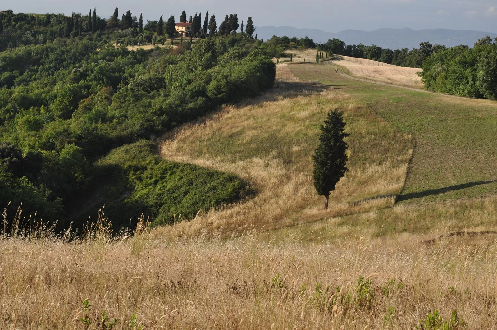 Countryside San Miniato.jpg
