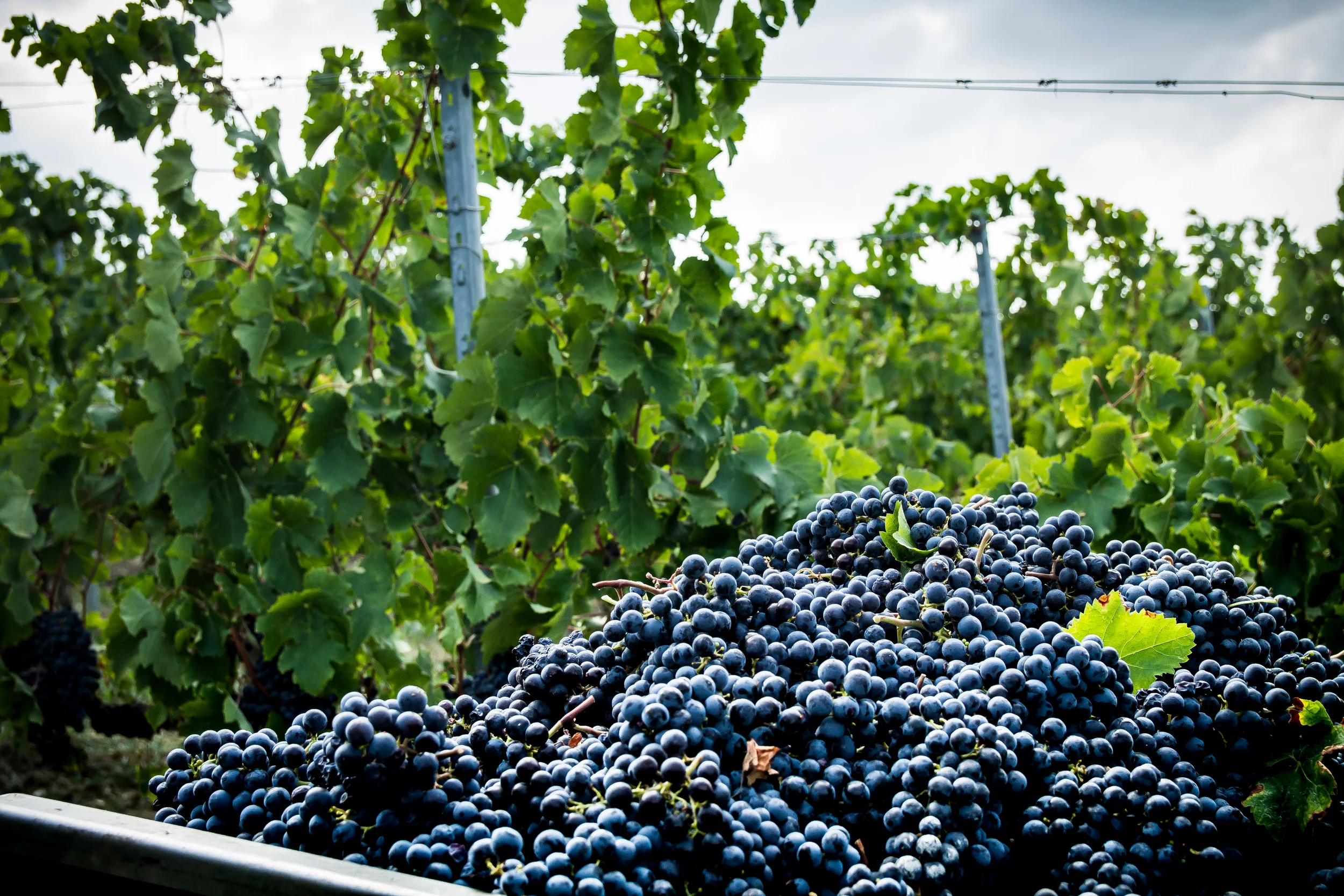 A cultural journey through Italian wines- SOLD OUT