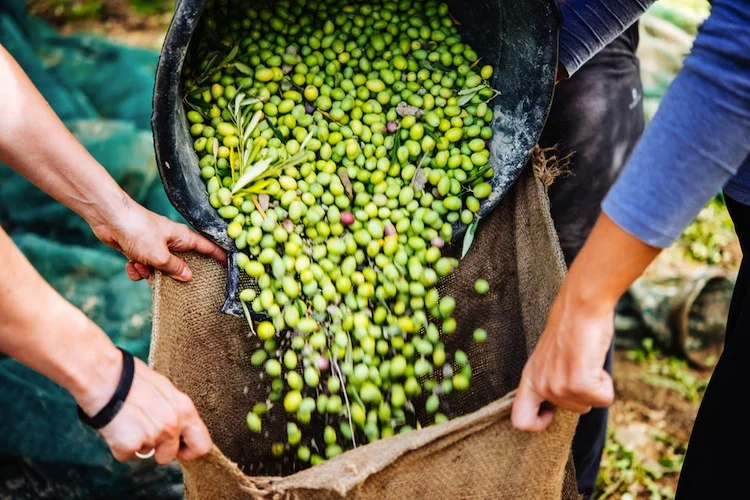 Olives-.jpg