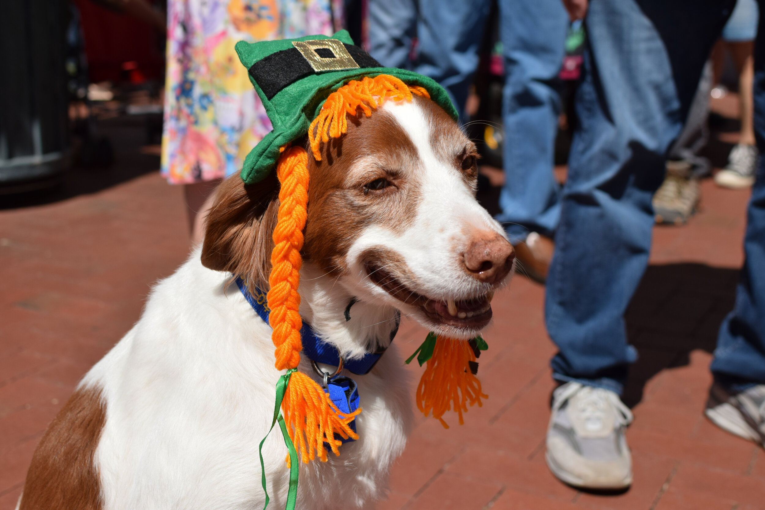  Pets were welcome at the St. Patty's Day Stroll on State St. in Santa Barbara.  