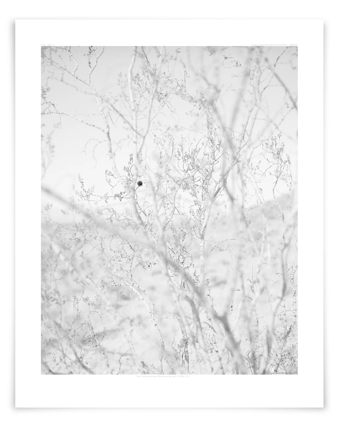 The West Riverside Creosote (LT01 061013) 35 x 24 in (89 x 61 cm)