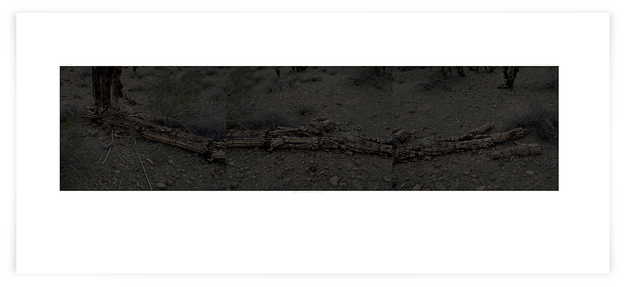 The Apache Tear Saguaro (CG16 080408) 24 x 51 in (61 x 130 cm)